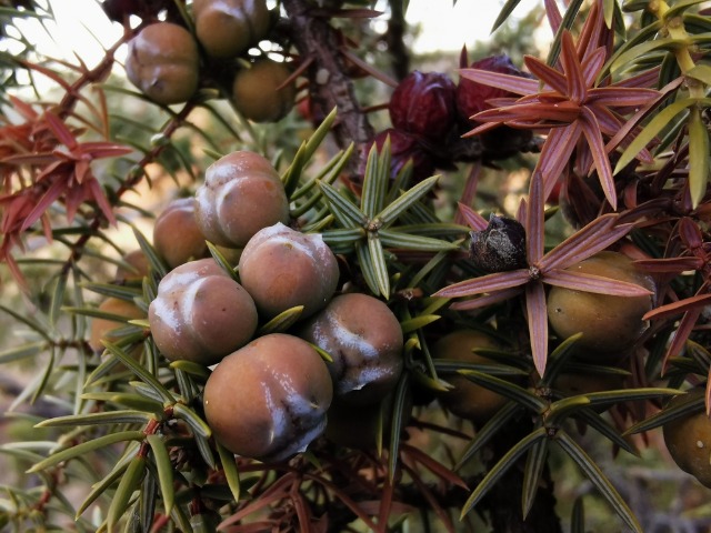 Juniperus oxycedrus