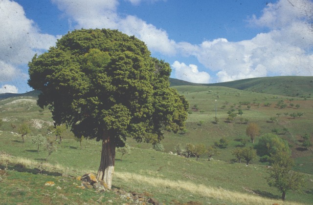 Juniperus oxycedrus