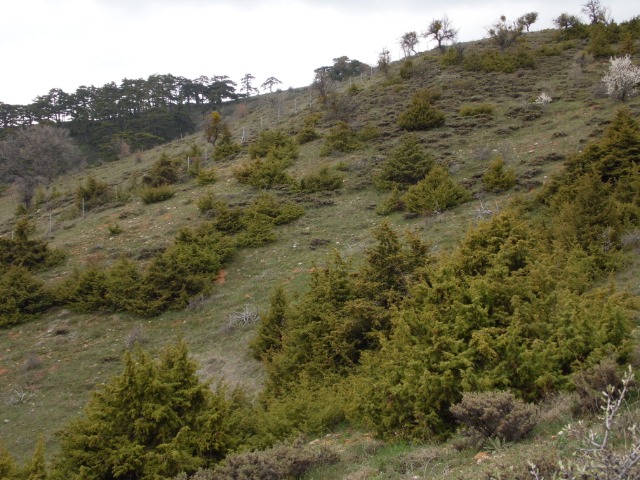 Juniperus oxycedrus