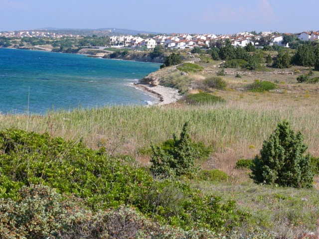 Juniperus oxycedrus
