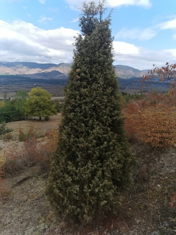 Juniperus oxycedrus