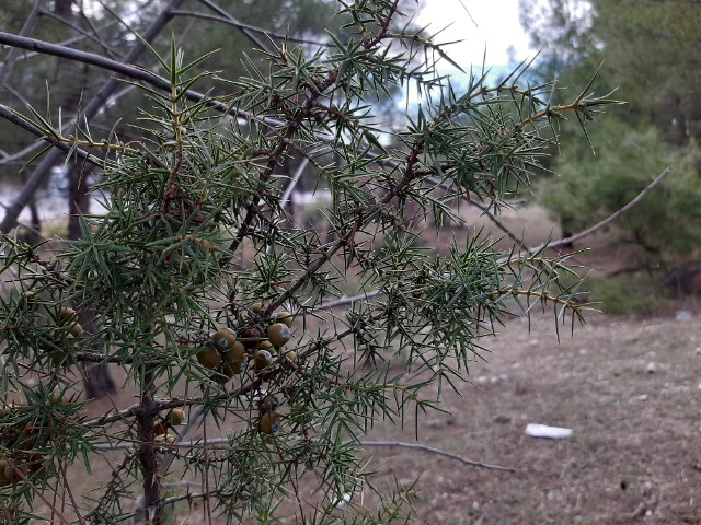 Juniperus oxycedrus