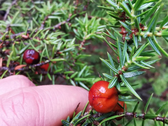 Juniperus oxycedrus