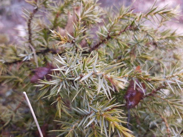 Juniperus oxycedrus