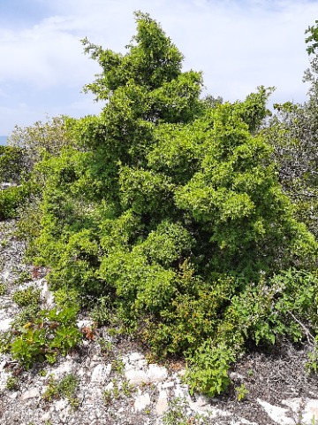 Juniperus oxycedrus