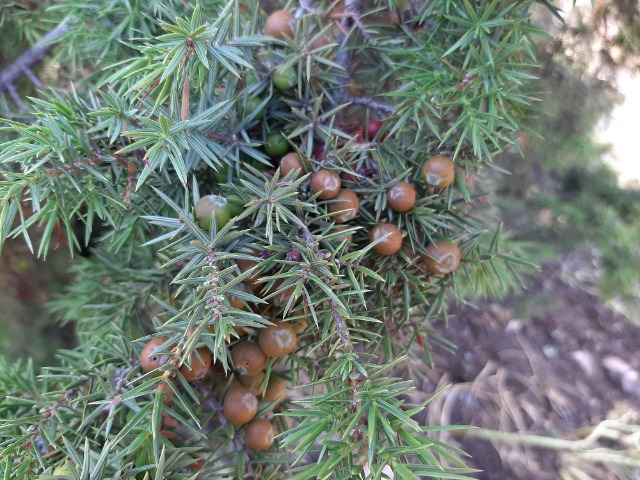 Juniperus oxycedrus