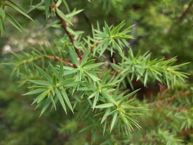 Juniperus oxycedrus
