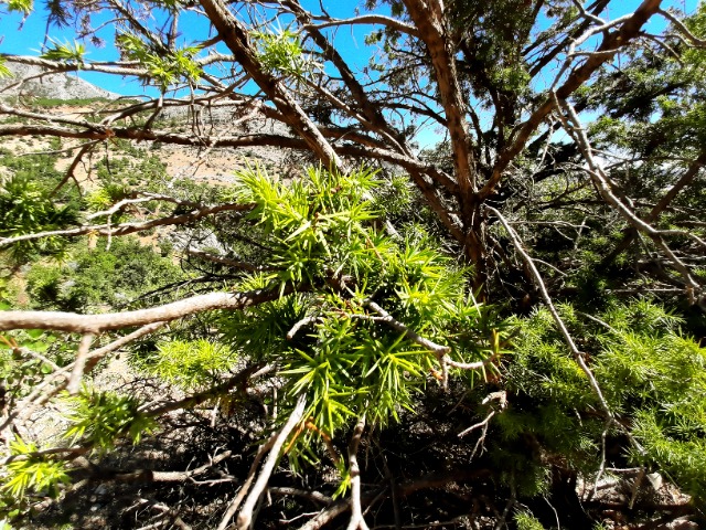 Juniperus oxycedrus