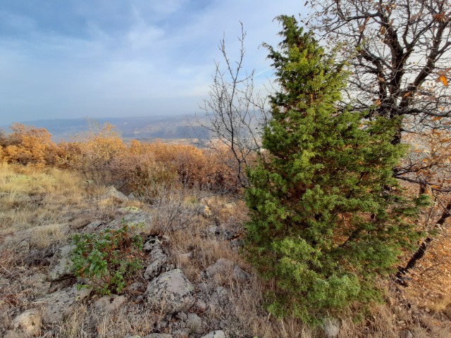 Juniperus oxycedrus