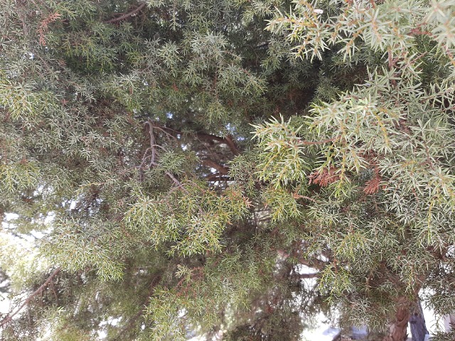 Juniperus oxycedrus