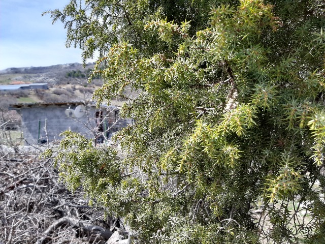 Juniperus oxycedrus