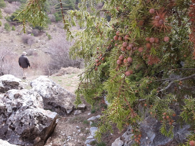 Juniperus oxycedrus