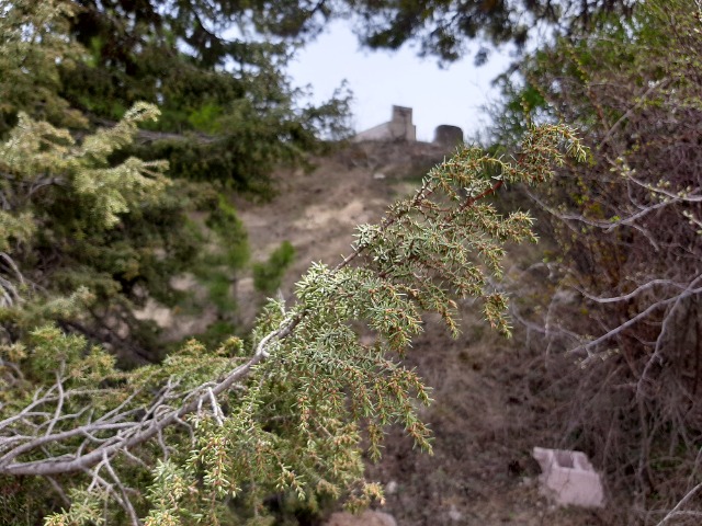 Juniperus oxycedrus