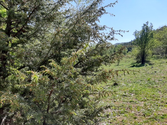 Juniperus oxycedrus