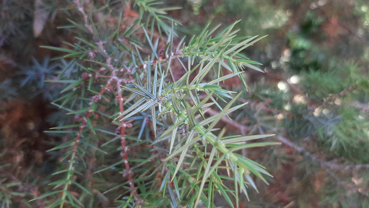 Juniperus oxycedrus
