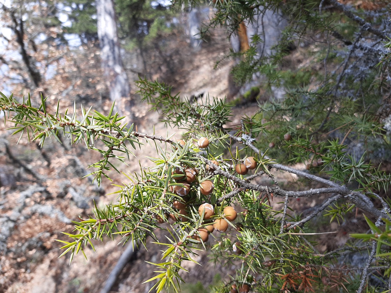 Juniperus oxycedrus
