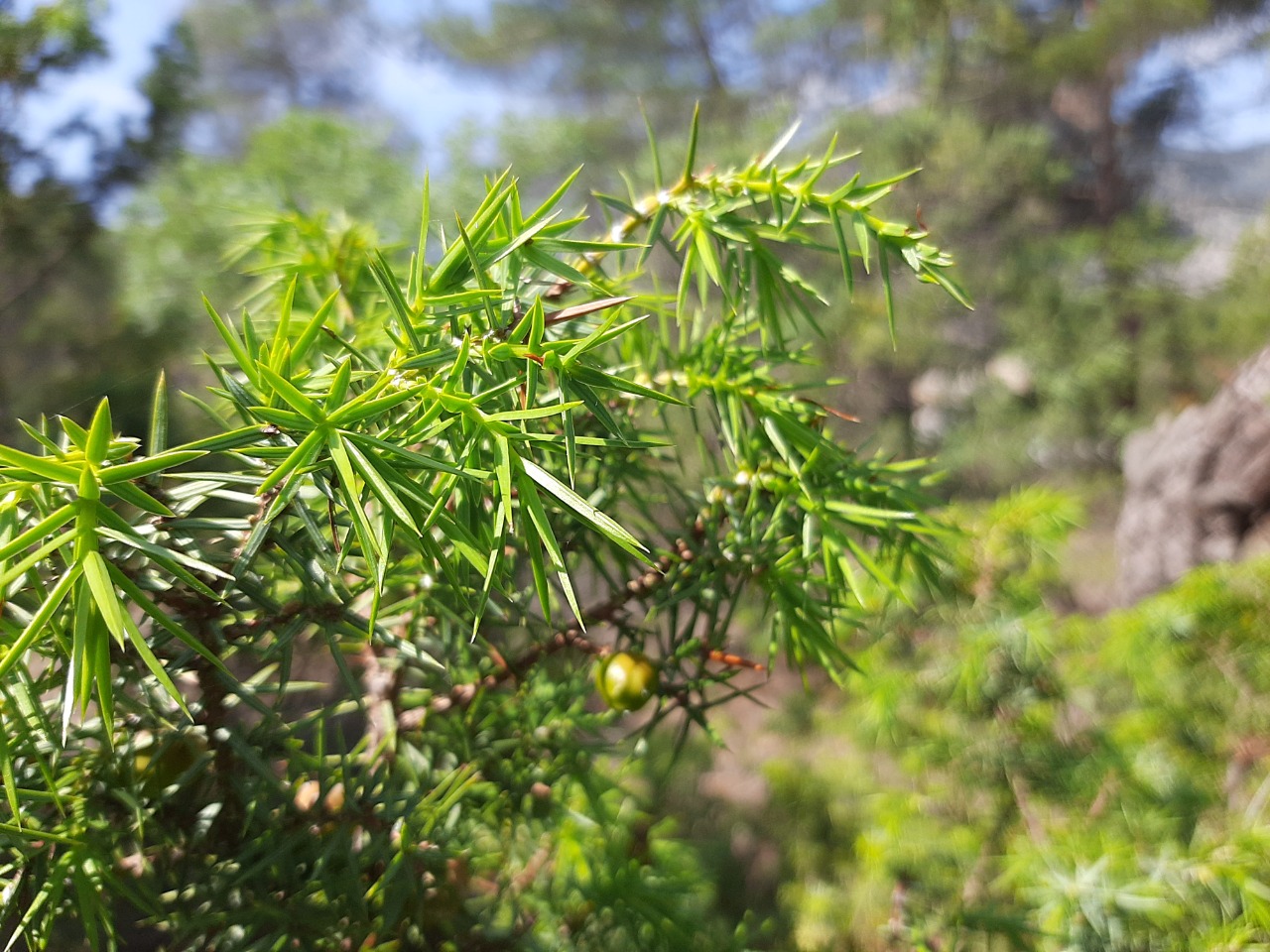 Juniperus oxycedrus