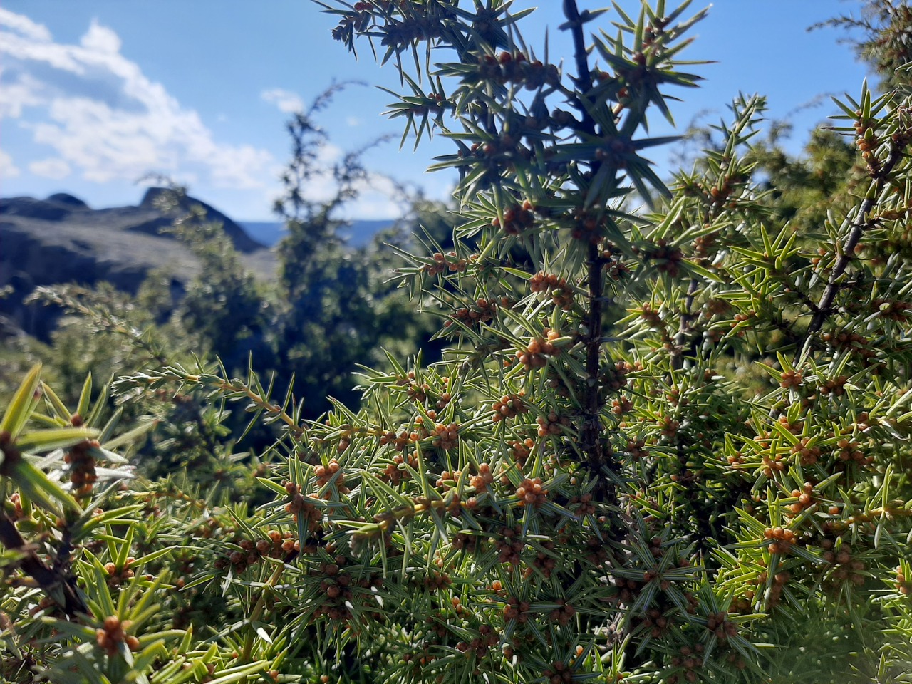 Juniperus oxycedrus