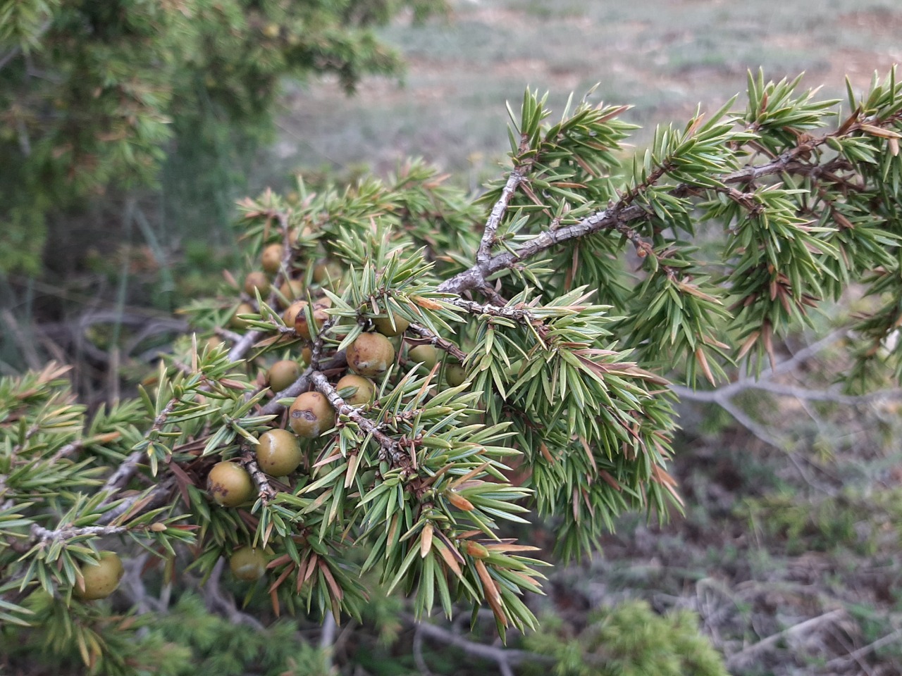 Juniperus oxycedrus