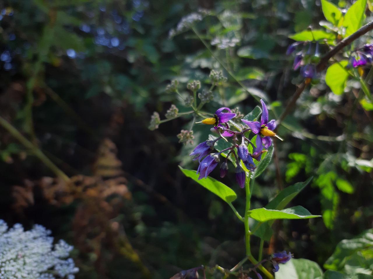 Solanum dulcamara