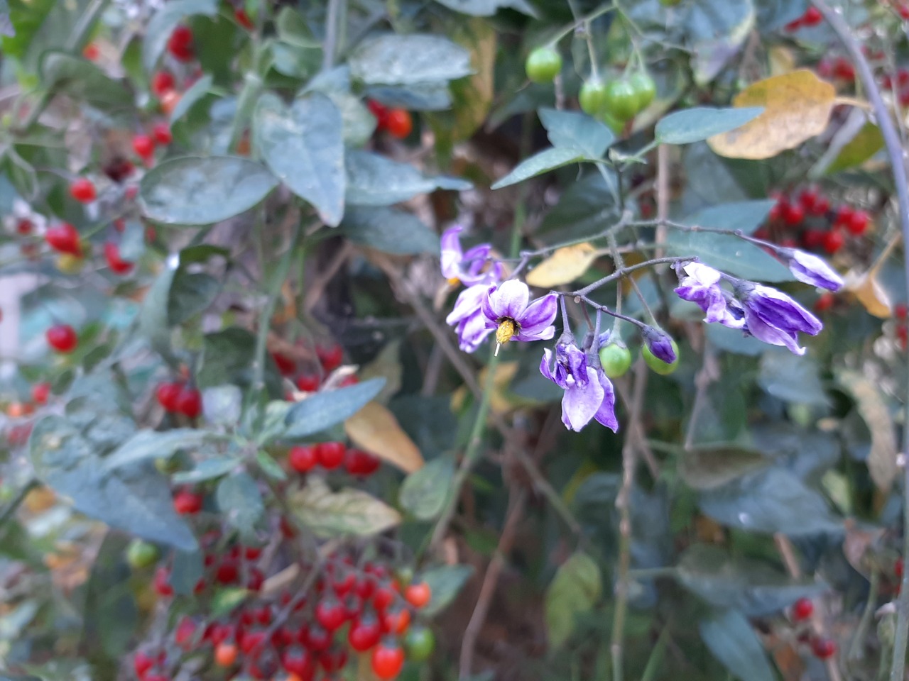 Solanum dulcamara