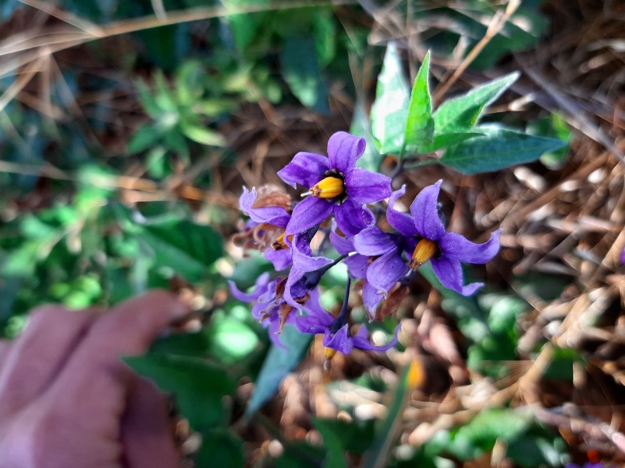 Solanum dulcamara