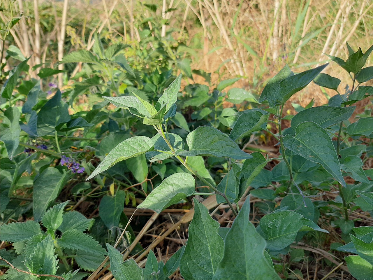 Solanum dulcamara