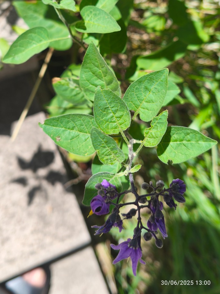 Solanum dulcamara