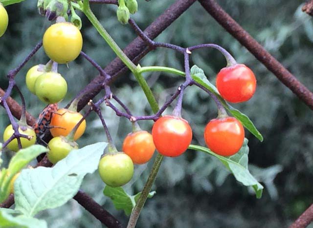 Solanum dulcamara