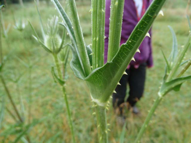 Dipsacus laciniatus