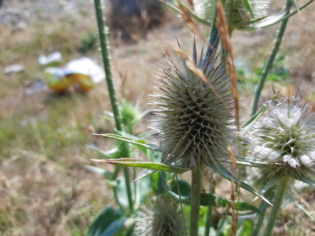 Dipsacus laciniatus