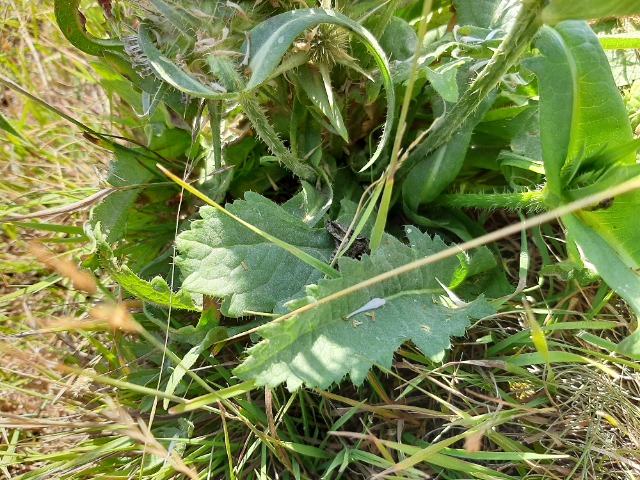 Dipsacus laciniatus