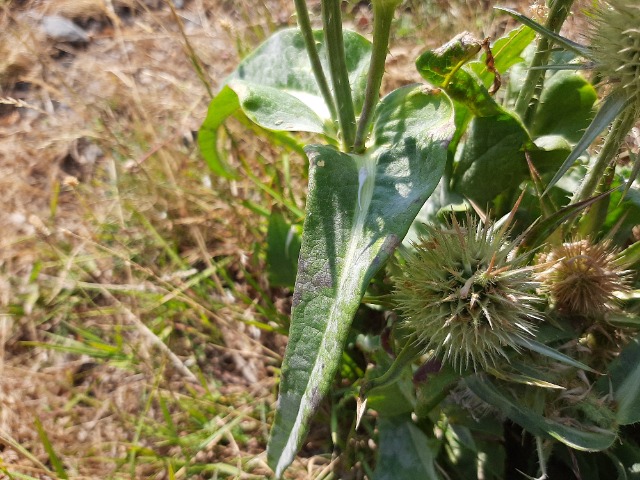 Dipsacus laciniatus