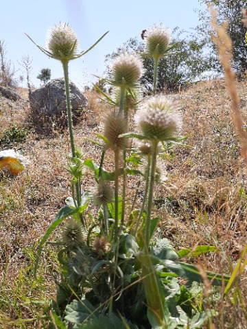 Dipsacus laciniatus