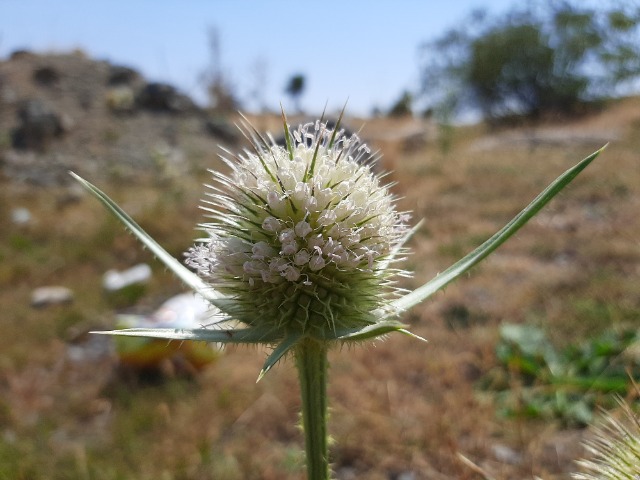 Dipsacus laciniatus