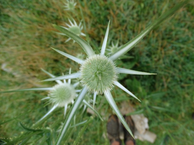 Dipsacus laciniatus
