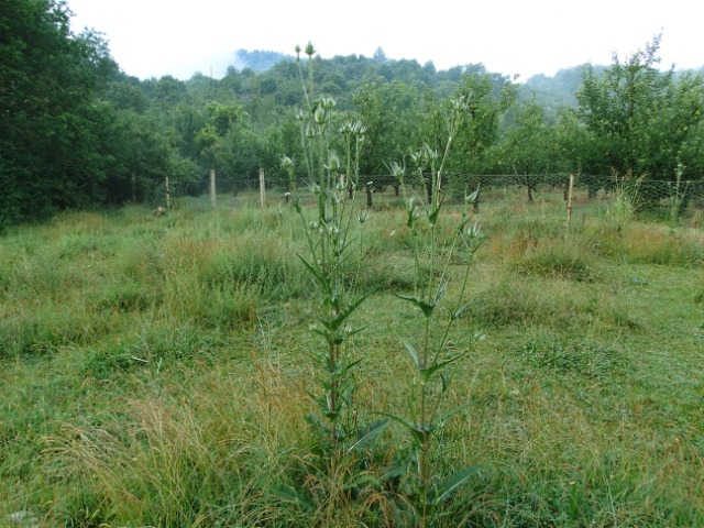 Dipsacus laciniatus