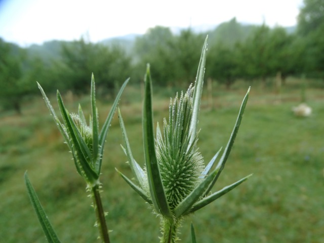 Dipsacus laciniatus