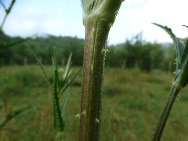 Dipsacus laciniatus