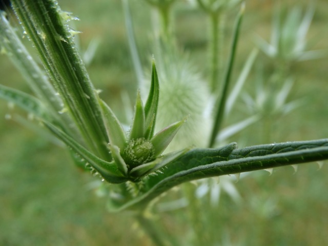 Dipsacus laciniatus
