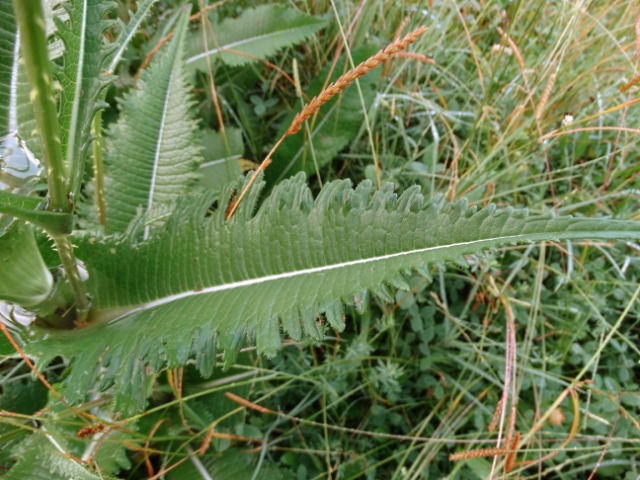 Dipsacus laciniatus