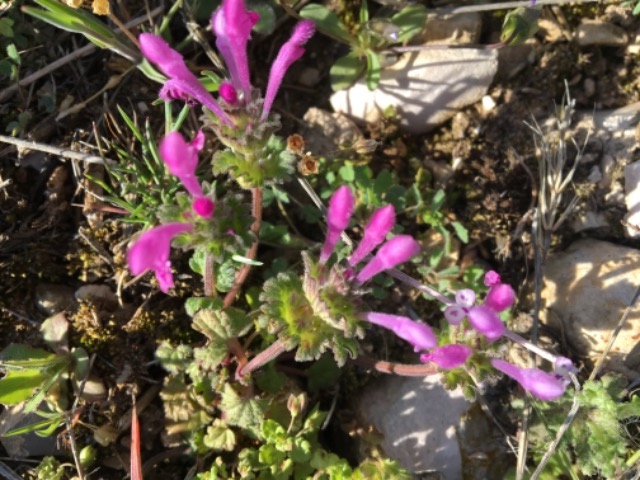 Lamium amplexicaule