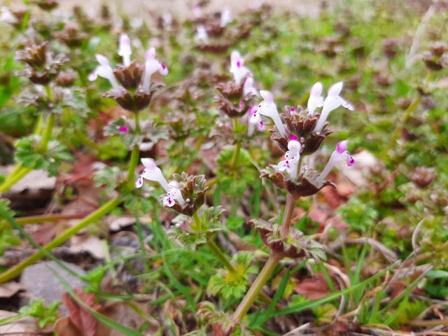 Lamium amplexicaule