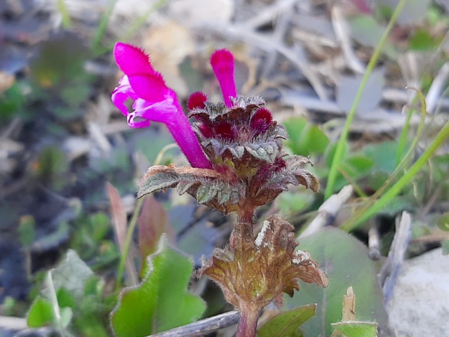 Lamium amplexicaule