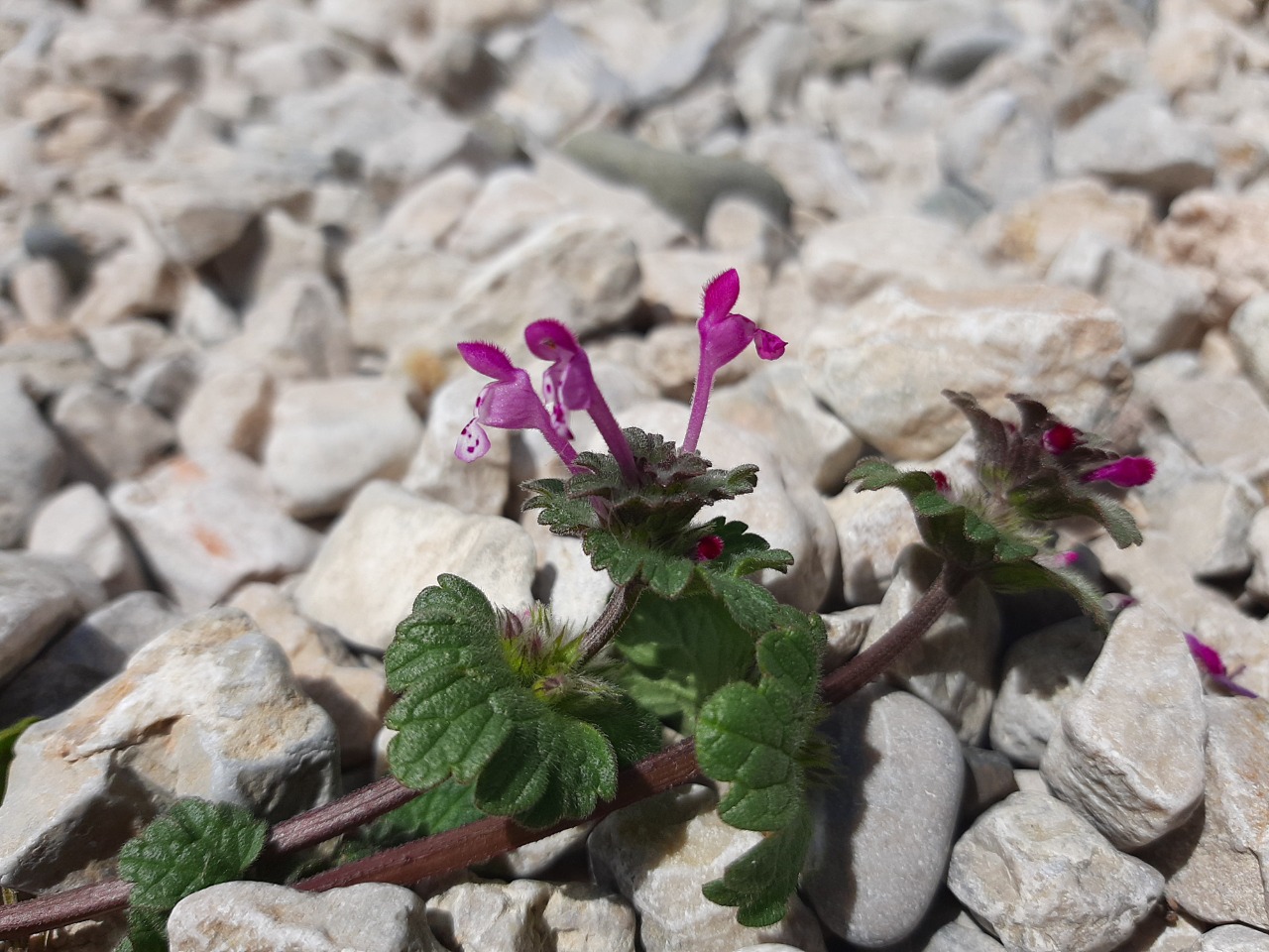 Lamium amplexicaule