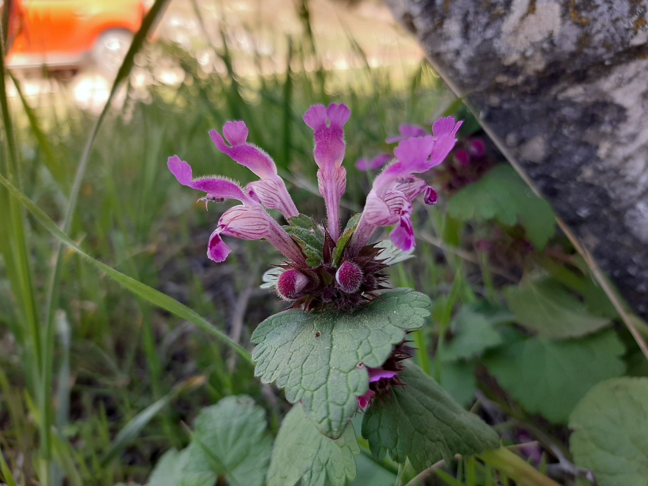 Lamium amplexicaule