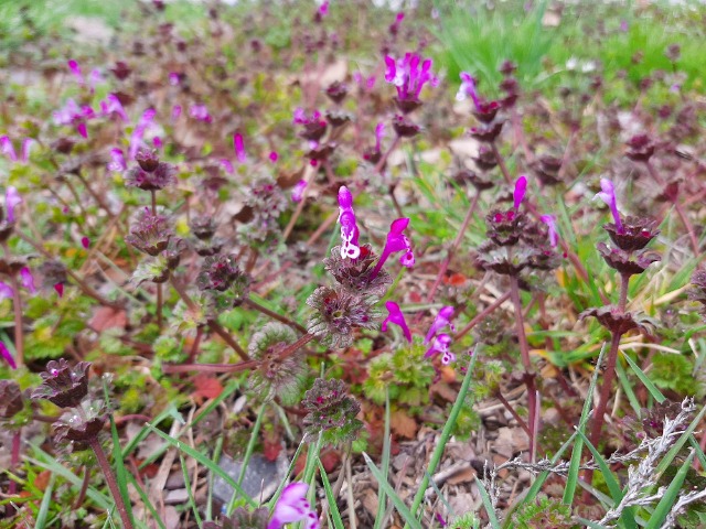 Lamium amplexicaule