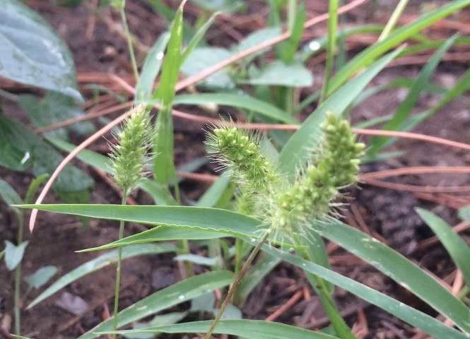 Setaria viridis