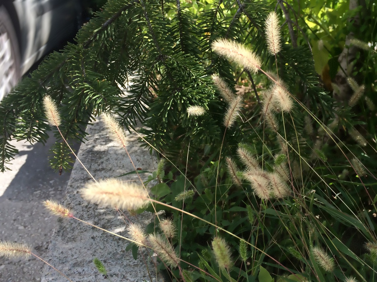 Setaria viridis