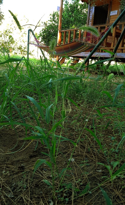 Setaria viridis